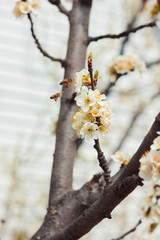 White plum blossom. Tree branches. White background. Bees pollinate trees