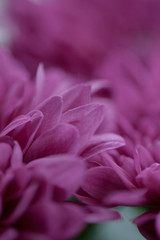 close up of pink dahlia flower gerbera blossom in bloom