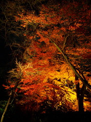 日本、京都、秋、紅葉