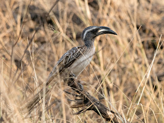 Closeup of an African Grey Hornbill (Tockus nasutus) perched on a dead tree in the middle of dry yellow grass of the Namibian savanna
