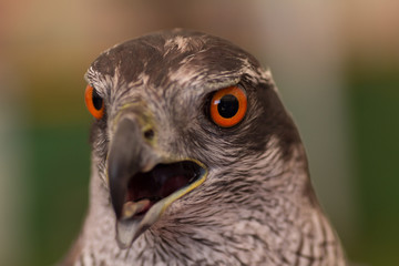 Portrait of a goshawk
