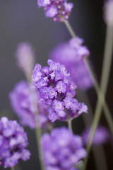 close up of purple lavender blossom in bloom
