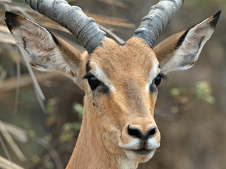Portrait of a wild male Impala (Aepyceros melampus), Namibia