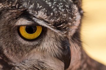 Portrait of an owl with a yellow eye.