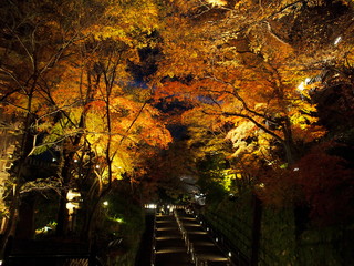 Naklejka premium 日本、京都、秋、紅葉
