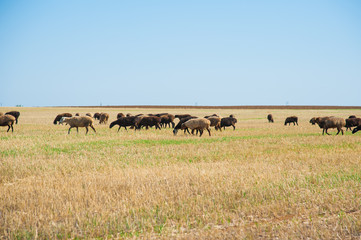 Flock of sheep on the meadow