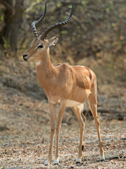 Wildlife photo of a male Impala (Aepyceros melampus), Namibia