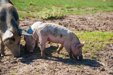 Fototapeta premium Pig farm. Pigs in field