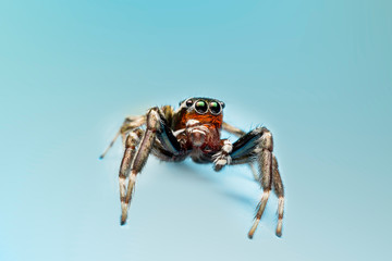 Fototapeta premium spider small