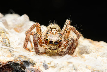 spider small