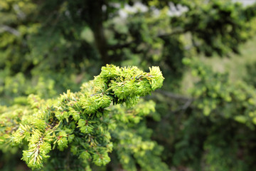 Tsuga canadensis (L.) Carriere (Aueromagrinata), outdoor plants 2020