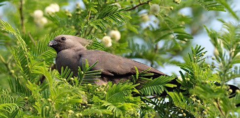 Crested Grey Go-away-bird (Corythaixoides concolor) sitting in a flowering tree, Namibia