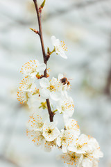 White plum blossom. Tree branches. White background. Bees pollinate trees