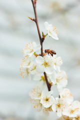 White plum blossom. Tree branches. White background. Bees pollinate trees