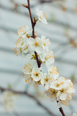 White plum blossom. Tree branches. White background. Bees pollinate trees