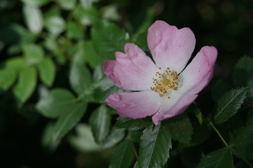 Obraz premium Rosa canina Hagebutten Hecken Rosen Blüte im Detail