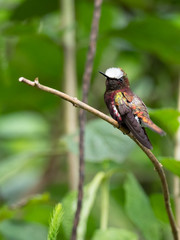 Wildlife photo of a Snowcap (Microchera albocoronata) with glossy, colorful plumage resting on a branch, Costa Rica