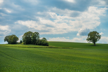 Obraz premium Fahrspuren im Getreidefeld 