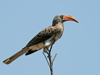 Closeup of an African Bradfield's Hornbill (Tockus bradfieldi) perched on a branch, Botswana