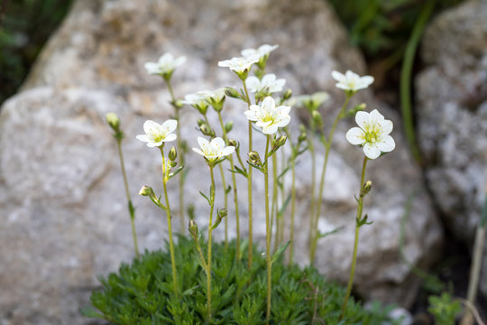 Moossteinbrech (Saxifraga arendsii) im Garten