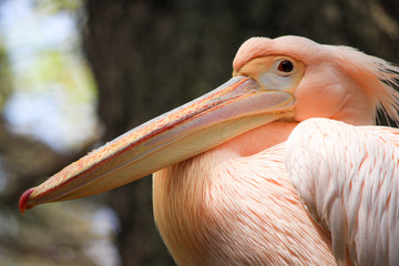 a closeup portrait of pelican shot in mysore zoo.
