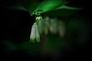 Salomonspiegel © Matthias