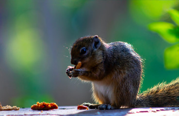 Wild african animals. Grey little squirrel eats sweet muffin