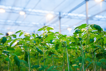 Rows of tomato plants growing inside big industrial greenhouse