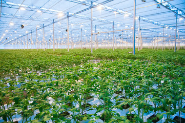 Rows of tomato plants growing inside big industrial greenhouse