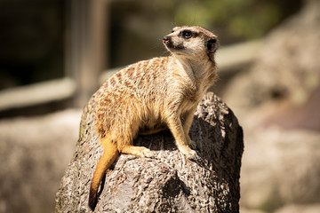 Surykatka z Krakowskiego Zoo