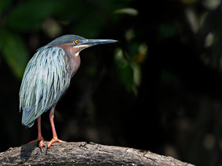 Wildlife photo of a Green heron (Butorides virescens) with bright colorful plumage standing on a branch, Costa Rica