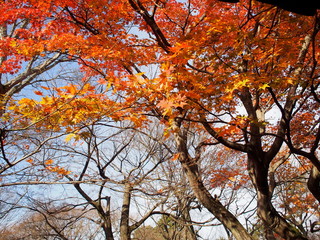 日本、京都、秋