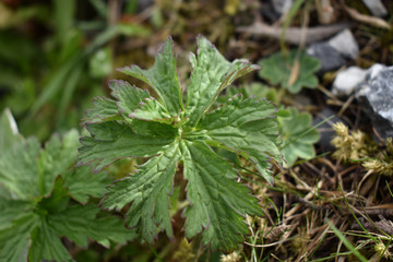 Makroaufnahme einer kleinen Pflanze im Gebirge im Mai 2020