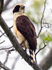 Closeup of a Laughing Falcon (Herpetotheres cachinnans) perched on a tree, Costa Rica