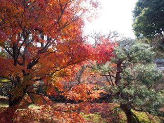 日本、京都、秋