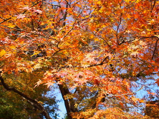 日本、京都、秋