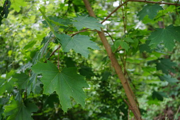 Bl&auml;tter auf dem Baum