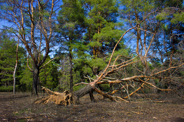 a fallen pine tree with roots lying in the woods