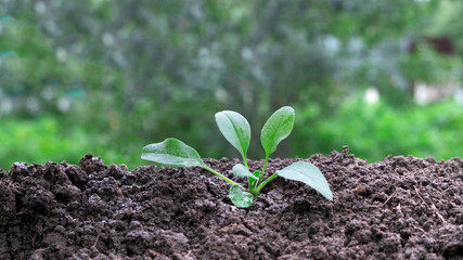 Hand of man watering a freshly sprout to give life to a new plant.