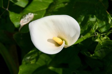 Calle Lily - Arum Lily -Zantedeschia aethiopica