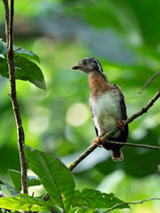 Juvenile Crested Guan (Penelope purpurascens) perched on a branch in the depth of a rainforest, Costa Rica