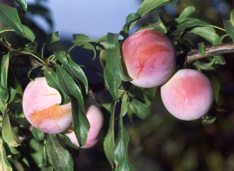ciruela en la mata fruta, árbol, manzana, alimento, madura, rojo, durazno, sucursal, agricultura, naturaleza, verde, fresco, salubre, hojas, huerta, explotación frutícola, manzana, otoñal, jugosa, cos