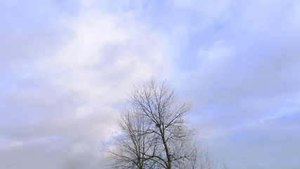A tree without leaves, blue cloudy sky, from top to bottom