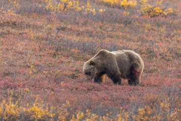 Grizzly Bear in Autumn in Denali National Park Alaska
