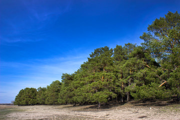 Obraz premium Pine forest in spring clear day