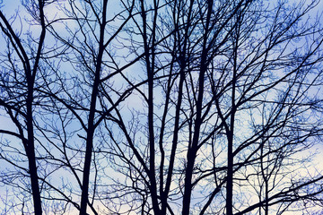 Crowns of forest, blue sky, top from below