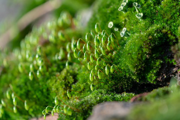 Seed capsules of moss in spring