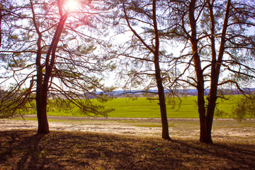 Obraz premium in a pine forest at sunset the sun shines through the branches in spring