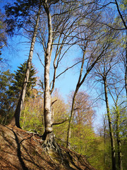 Wald