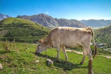 Cow between mountains in the nature